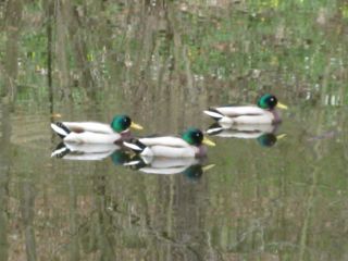 Enten auf dem Fluss "Nahe" entlang der Traumschleife