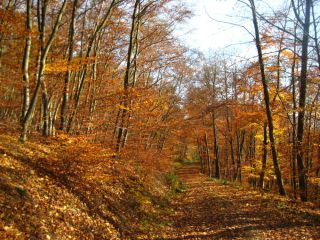 Herbstspaziergang im Schlosswald
